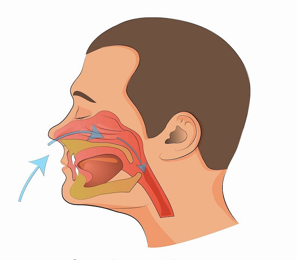 Anatomical illustration of a side profile of a human head, highlighting the nasal and oral passages with airflow arrows, particularly focusing on the respiratory and digestive pathways typical for a mouth breather in San Antonio, TX